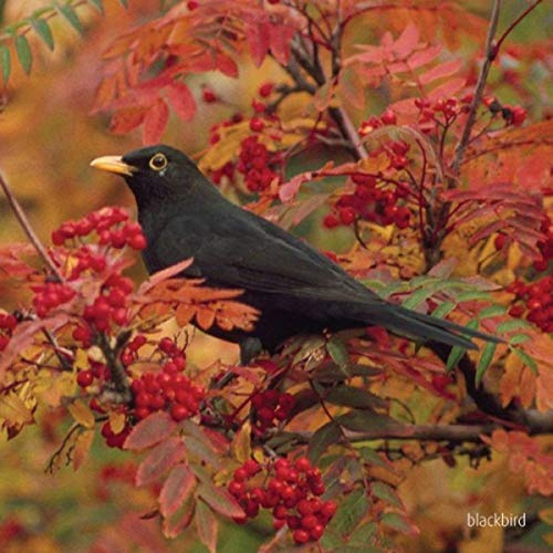 Blackbird Greeting Card with sound