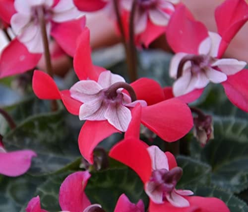 1 PIANTA DI CICLAMINO DJIX IN VASO 10CM A FIORE DOPPIO RARO