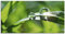 ARTland Wanddeko Glasbilder Wandbild Glas Bild einteilig 60x30 cm Querformat Natur Botanik Pflanzen Gräser Wassertropfen Gras Sommer Sonne Grün T5SE