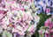 DekoShop AMD12045P4 Papier peint mural Motif fleurs pastel 254 x 184 cm