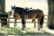 Kentucky - Lammfell Vorderzeug & Zügelschoner Natural