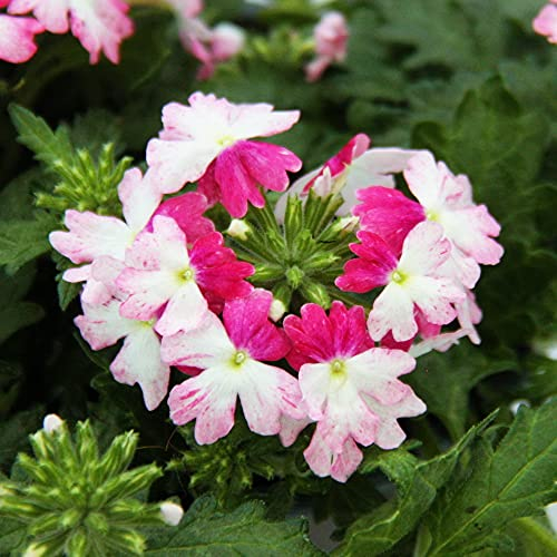 Exotenherz - Eisenkraut hängend - Verbena - 12cm Topf - Set mit 3 Pflanzen - rosa