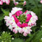 Exotenherz - Eisenkraut hängend - Verbena - 12cm Topf - Set mit 3 Pflanzen - rosa