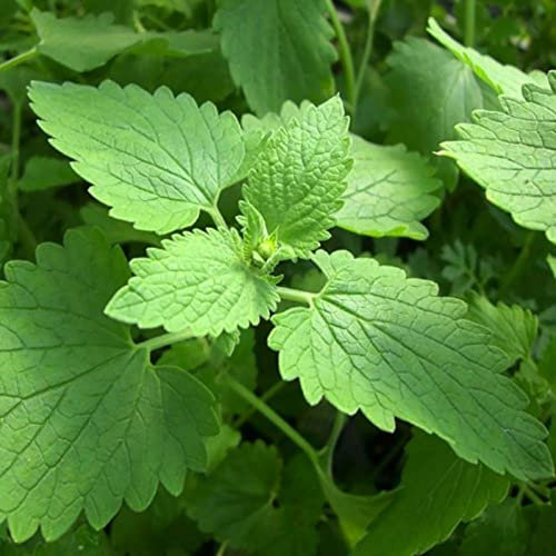 Haloppe 200 Unids Semillas de Plantas de Catnip para la Plantación de Jardín en el Hogar, Semillas de Catnip Hierbas de Menta Plántulas de Hierba para Interiores y Exteriores para Jardín Semilla