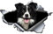 3D-Hunde-Auto-Dekorationen, Aufkleber, lustiger Auto-Aufkleber mit Border Collie, wasserdicht, PET-Aufkleber für Autos, Stoßstangen, Fenster, Kühlschränke