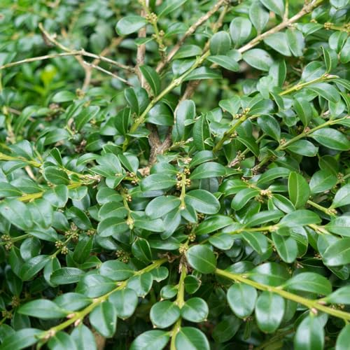 200 pcs buchsbaum samen gartenpflanzen winterhart mehrjährig geschenke für gartenliebhaber bio saatgut pflanzen garten winterharte kübelpflanzen gewächshaus balkon stauden winterhart
