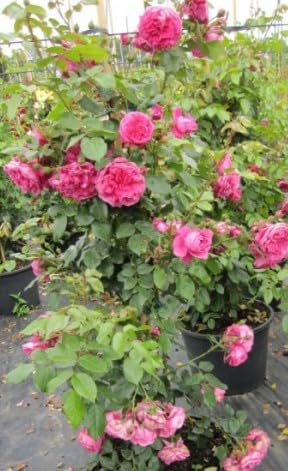 Kletterrose Laguna® - Rosa Laguna® - ADR Rose - Duft+++ - Kordes-Rose