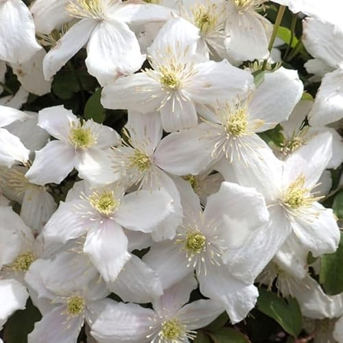 Clematis montana ‘Alba’ 30–50 cm – Weiße Berg-Waldrebe | winterharte, schnellwachsende Kletterpflanze für Garten, Balkon & Pergola