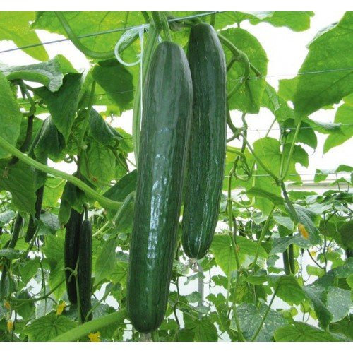 CETRIOLO TELEGRAPH NR.70 SEMI