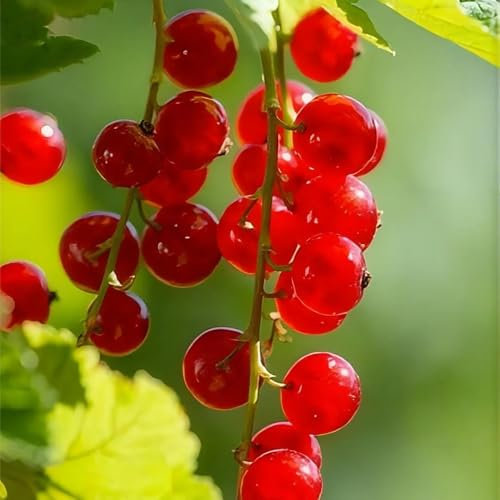 semillas resistentes de plantas de grosella - plantas balcón frutales columnares plantando grosellas frutas exóticas verdes semillas árboles frutas exóticas para balcón resistentes 100pcs