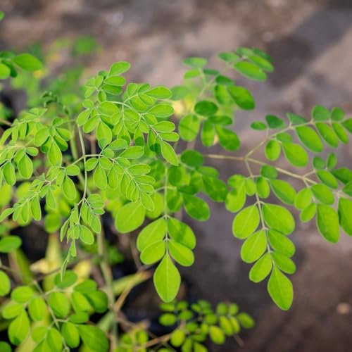 40 Pcs Moringa Samen Zum Pflanzen - Moringa Samen Bio, Bio Samen Alte Sorten, Baum Pflanzen Moringa Samen, Winterharte Pflanzen Für Garten Baumsamen, Bonsai Samen Indoor Geschenke