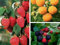 KIT LAMPONE ROSSO, LAMPONE GIALLO, LAMPONE NERO