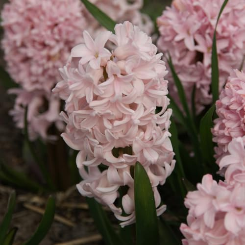 Hyazinthe Apricot Passion | 5 Stück | Blumenzwiebel | Schnittblume | duftend | Topfpflanze | Geeignet für Kübel | Rosa | 100% Blütegarantie | QFB Gardening | Hyazinthenzwiebel | Bienenblume