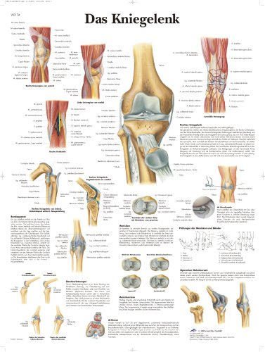 3B Scientific Lehrtafel laminiert - Das Kniegelenk