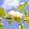 300 pcs apfelbaum kaufen samen - Malus domestica - obstsamen & -pflanzen, kletterpflanzen winterhart apfel samen zum pflanzen seed, saatgut alte sorten säulenobst winterhart, samen