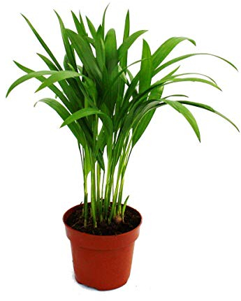Exotenherz - Goldfruchtpalme - Areca - Dypsis lutescens - 1 Pflanze - pflegeleicht - luftreinigend - 12cm Topf