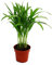 Exotenherz - Goldfruchtpalme - Areca - Dypsis lutescens - 1 Pflanze - pflegeleicht - luftreinigend - 12cm Topf