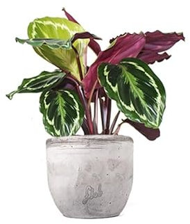 Pianta Vera di Maranta Calathea Veitchiana - Pianta Vera da Interno e Esterno - Altezza 35 cm - Vaso Artigianale in Cemento