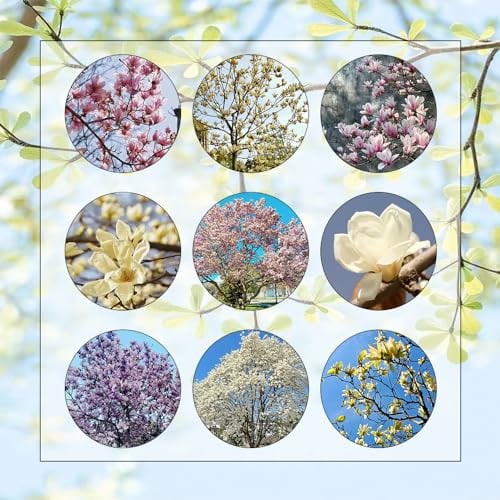 65 Pcs Magnolienbaum Samen - Kletterpflanzen Winterhart Schnellwachsend, Blumenmischung Magnolia Magnolie Magnolien Samen, Gartenpflanzen Winterhart Mehrjährig, Wildblumensamen Balkonpflanzen