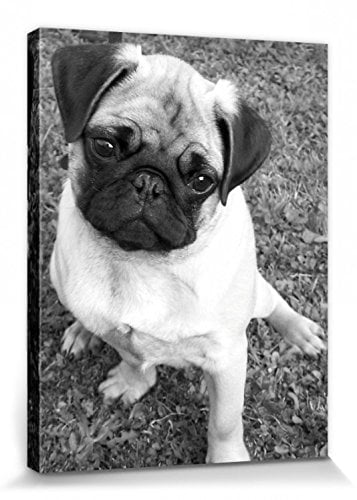 1art1 Hunde Poster Süßer Mops Bilder Leinwand-Bild Auf Keilrahmen | XXL-Wandbild Poster Kunstdruck Als Leinwandbild 40x30 cm