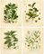 Botanical Prints Vintage Wandbild – stimulierende psychoaktive Kräuter – 4 Stück – Kaffee, Tee, Coca, Mate – 8 x 10 cm – matt ungerahmt