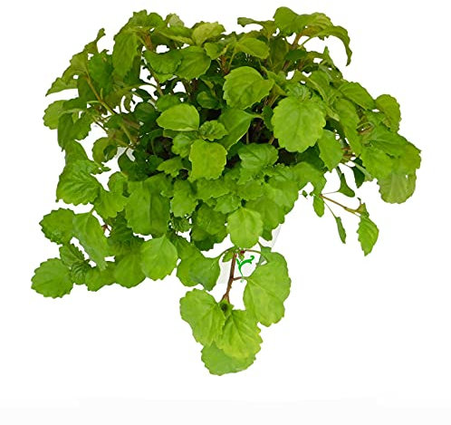 Planta del Dinero, Plectranthus Verticillatus o Planta Dólar Planta de Interior Que Atrae la Fortuna