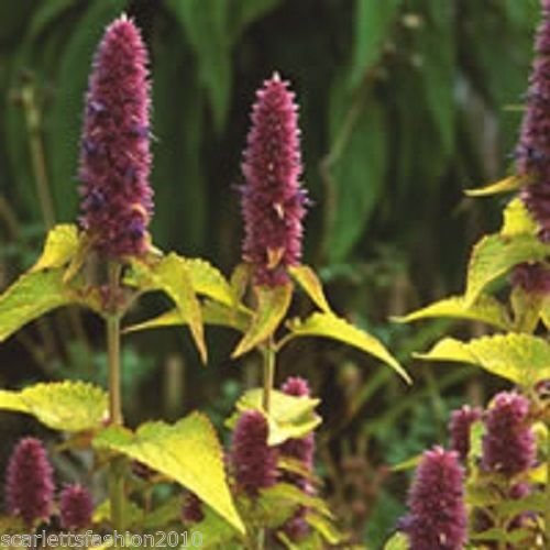 AGASTACHE FOENICULUM 'Golden Jubilee' Anise Hyssop Perennial 50 Seeds by Pretty Wild Seeds