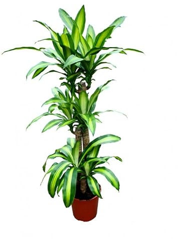 DECOALIVE Planta XL Natural de Interior Tronco Brasil Dracaena Fragrans 120cm de Altura