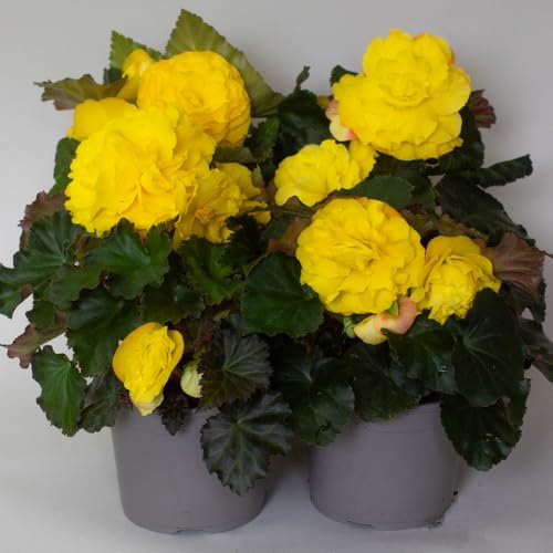 4 x Begonia Non Stop Plants - Bedding Plants Great Flowers for Garden & Hanging Basket – begonias Supplied in 13cm Pot (Yellow)