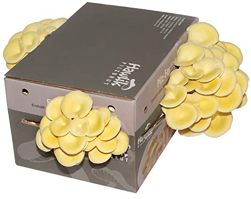Hawlik Pilzbrut | Coltura di funghi di tiglio I Coltivazione funghi | non sono richieste conoscenze precedenti I Kit per la coltivazione domestica I Funghi di tiglio freschi (grandi)
