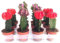 Bandeja de 10 Cactus Injertados de Colores Surtidos Plantas Naturales en Maceta de 5cm