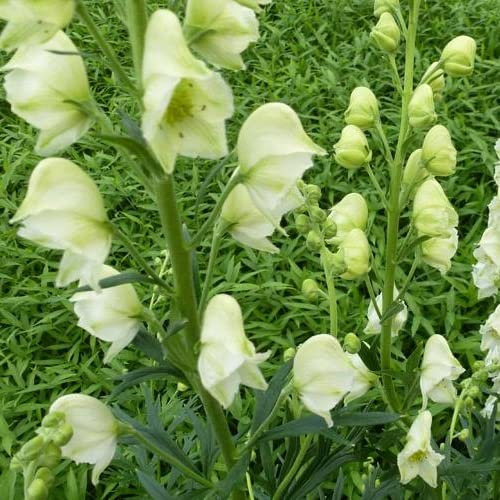 6x Eisenhut 'Schneewittchen' - Aconitum napellus ‘Schneewitchen’ - Kleincontainer 9x9cm