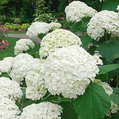 Nuevas semillas de flores de hortensia blanca frescas de 100 piezas