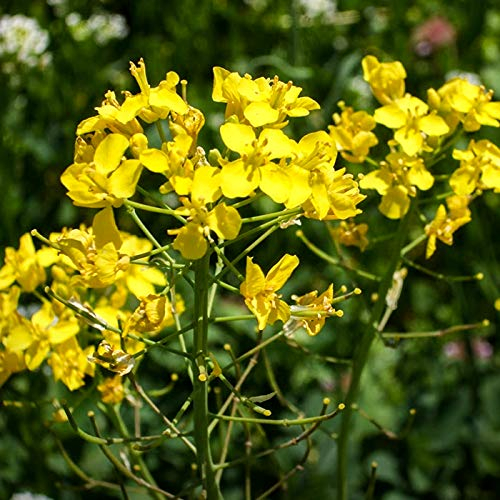 Senf-Kraut mehrjährig 250 x Samen 100% Natursamen aus Portugal handgepflückt
