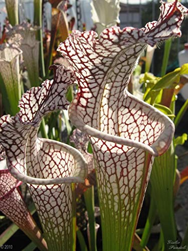 Seeds 10 Carnivorous White Top Pitcher Plant Sarracenia Leucophylla Flower Seeds by