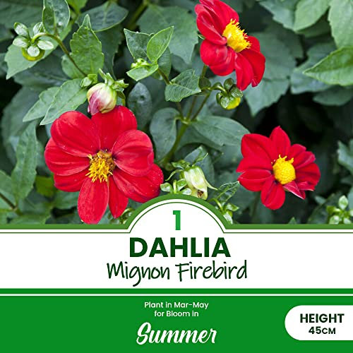 1 x Dahlia Mignon Firebird – Peony Blooms – Perennial – Uniquely Red – Summer Flowering Bulb – for Your Beautiful Garden