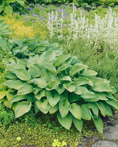 Funkie 'Undulata' im Topf Hosta undulata Bodendecker winterhart mehrjährig