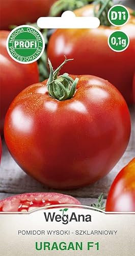 WegAna Tomaten Uragan Hybrid F1 0,1g Samen Tomatensamen Robuste Gemüsesamen, Gemüse Samen Anzucht Saatgut für Gewächshaus Garten