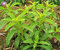 Potseed 600PCS Neue Stevia Stevia Samen Kräuter Samen Stevia rebaudiana Semillas für Garten Pflanzen Küche Süße Gewürz Pflanze
