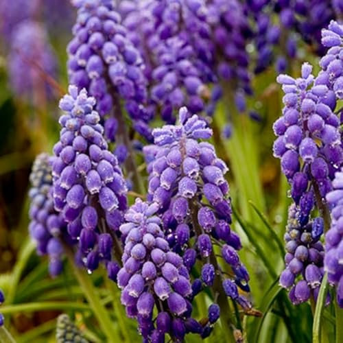 Piante di giacinto,Giacinto d'uva, un bulbo con più fiori, Pianta giacinto,profumo intenso, facili da piantare nel paesaggio del giardino-6 Bulbi-C
