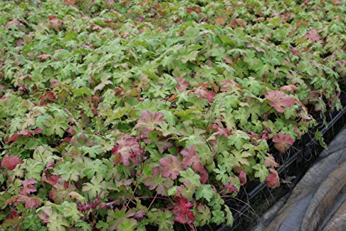 Geranium macrorrhizum Felsen-Storchschnabel 9 cm Topf 50 St.