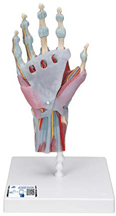 3B Scientific M33/1 Hand-Skelett-Modell mit Bändern und Muskeln + kostenloser Anatomie-Software (evtl. nicht in deutscher Sprache) - 3B Smart Anatomy