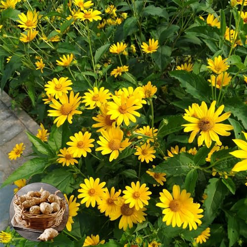 3 pcs topinambur saatknollen winterharte kübelpflanzen, frühblüher zwiebeln, gartenblumen mehrjährig winterhart, kräuter pflanzen, topinambur kaufen, geschenk garten, topinambur knollen