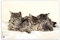 VELOFLEX 4651114 - Schreibtischunterlage Katzen, 40 x 60 cm, rutschfest, abwischbar, mit transparenter Antireflex-Schutzfolie, Schreibtischauflage, Malunterlage, Bastelunterlage