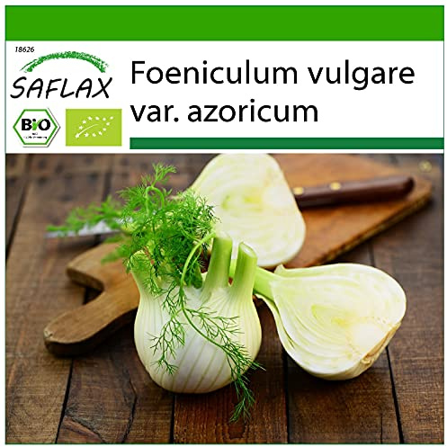 SAFLAX - BIO - Knollenfenchel - 100 Samen - Mit keimfreiem Anzuchtsubstrat - Foeniculum vulgare