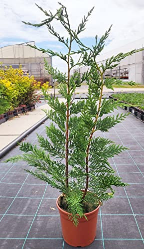 POWERS TO FLOWERS - CIPRESSO LEYLANDII (Cupressocyparis Leylandii) PIANTA PER SIEPE, VASO 17CM DIAMETRO, ALTEZZA MINIMA 50CM, piante vere