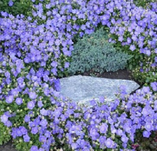 Graines de campanule Campanula Canterbury Blue Seeds Graines de fleurs Paquet de 100 graines
