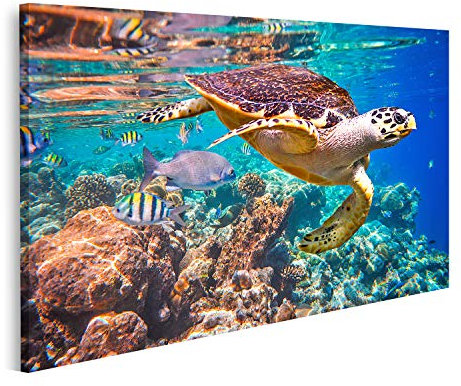 Hawksbill Schildkröte Bild Eretmochelys Imbricata schwimmt unter Wasser Malediven Indischer Ozean Korallenriff Drucke Kunst Poster Wandbild