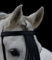 Tysons Breeches Stirnband Paolo spanisch Stirnriemen Schwarz Fransen Frotalera Pony VB WB Leder Fransenstirnband gerade Leder Lederstirnband (Vollblut 39 cm)