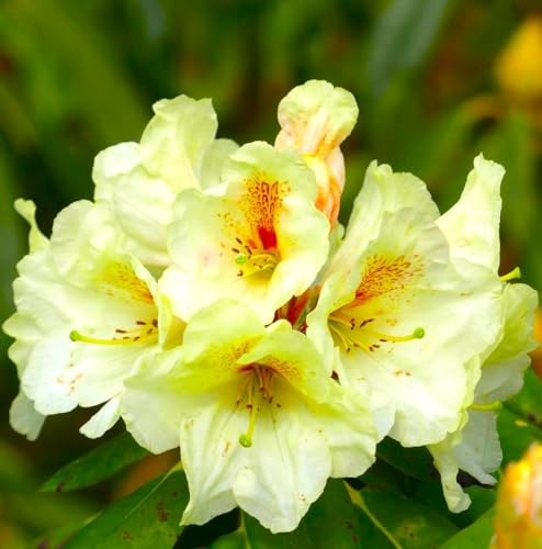 INKARHO Rhododendron Hybride Goldbukett großblumige Alpenrose 25-30 cm